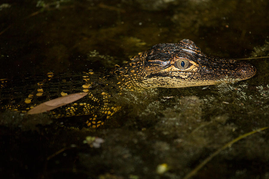 Baby Gator Photograph by Brent L Ander