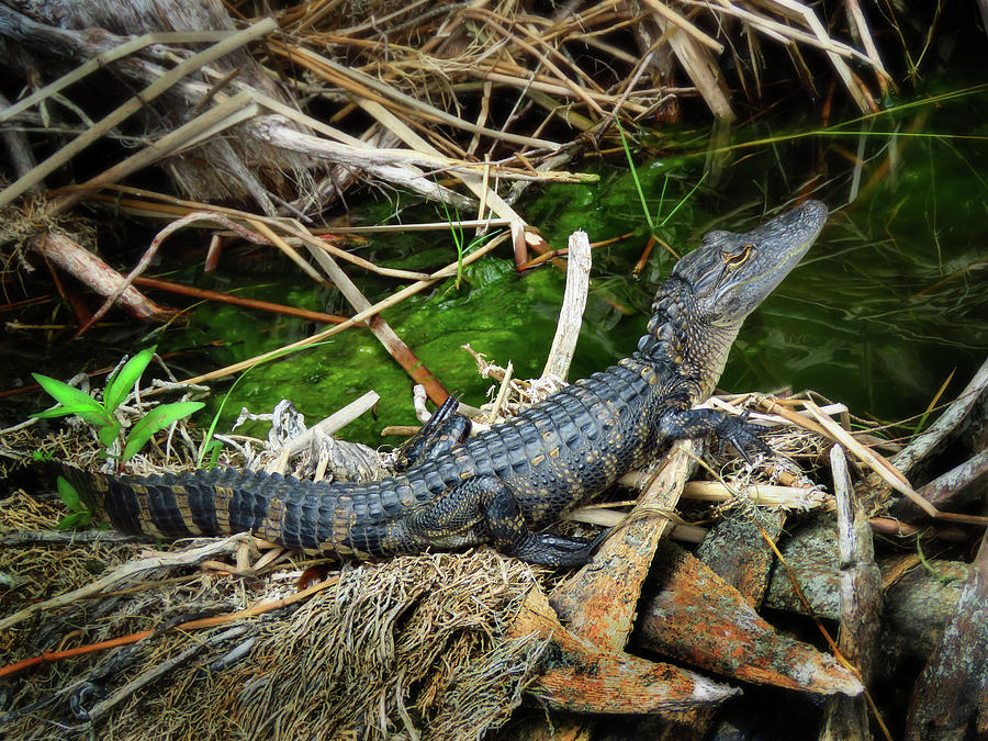 Baby Gator Photograph by Mary Trice - Fine Art America