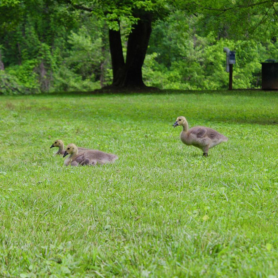 Baby Geese at Hollins Mill Park Photograph by M E