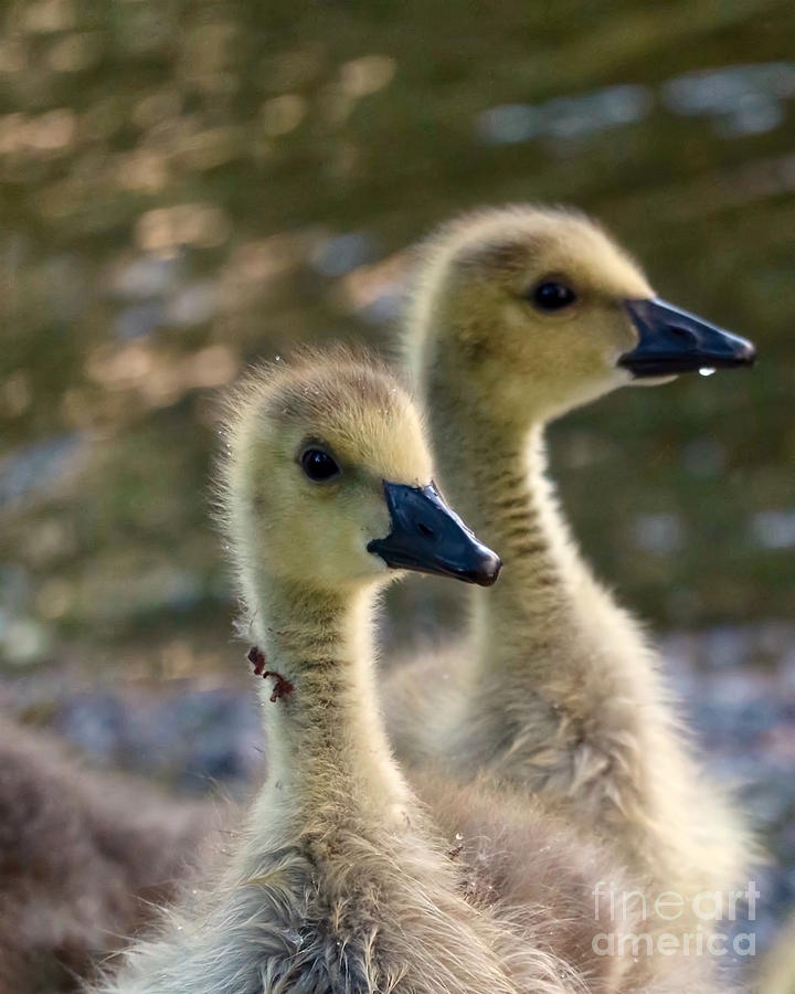 Baby Geese Headshot Photograph by Beth Myer Photography