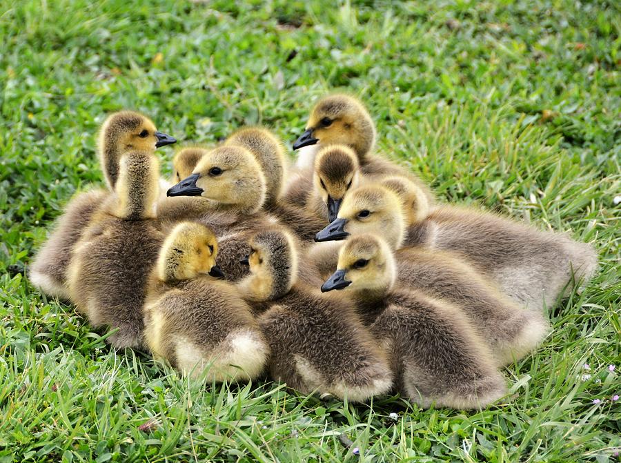 canada-goose-for-babies-canadaaz