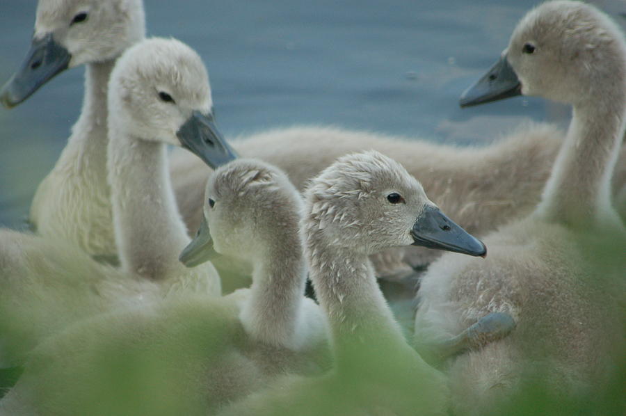 Baby Geese Photograph by Lucia Vicari