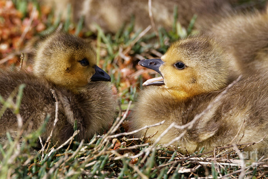 Baby Geese - With a Yawn Photograph by Sue Harper - Fine Art America