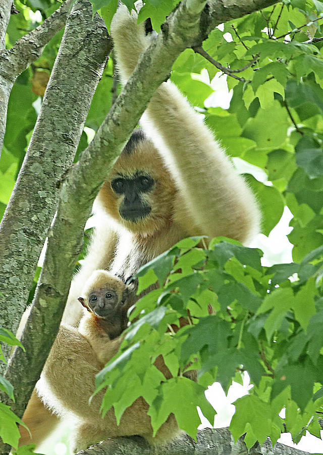 Baby Gibbon Photograph by Gina Fitzhugh
