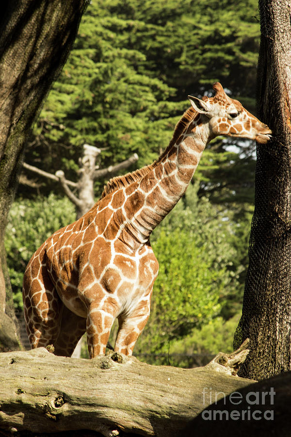 Baby Giraffe 2 Photograph by Suzanne Luft