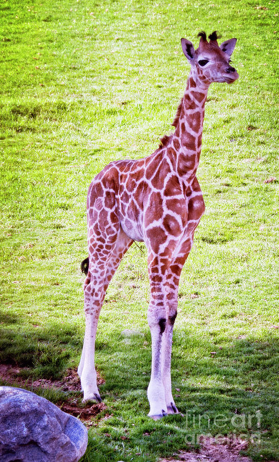Baby Giraffe  #1 Photograph by Jim And Emily Bush