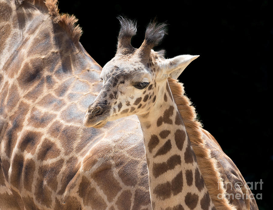 Baby Giraffe And Mom Photograph by Mimi Ditchie