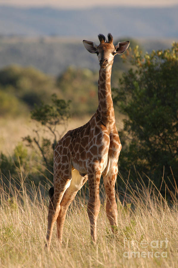 Baby Giraffe Photograph by Andy Smy