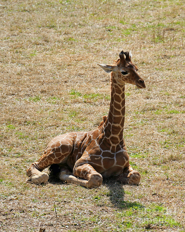 Baby Giraffe at Rest Photograph by Mary Haber