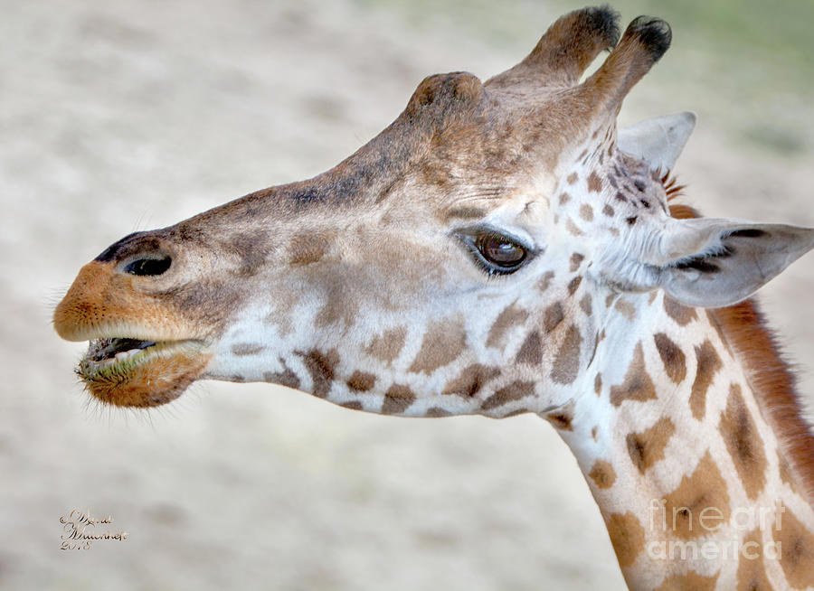 Baby Giraffe, Animal Decor, Nursery Decor, Nursery Art,  Photograph by David Millenheft
