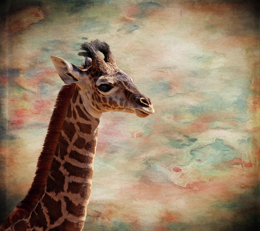 Baby Giraffe Photograph by Judy Vincent