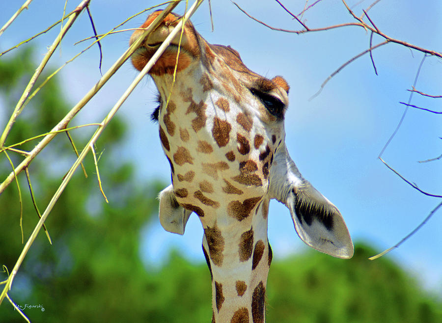 Baby Giraffe Photograph by Ken Figurski