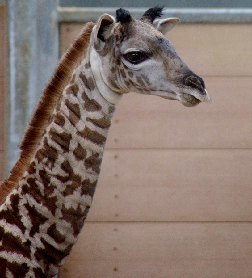 Baby Giraffe Long Neck SD Zoo 2015 Photograph by Phyllis Spoor