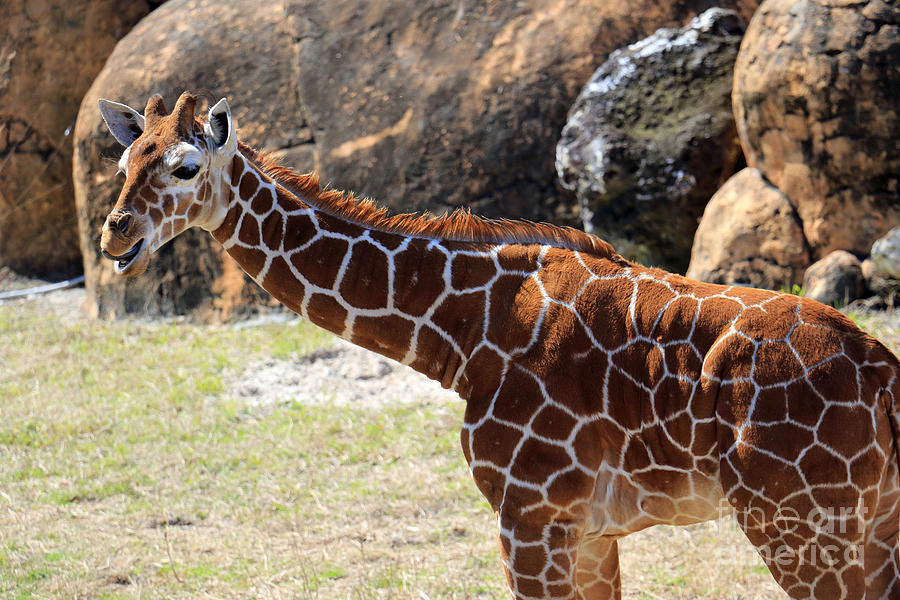 Baby Giraffe Photograph by Mary Haber