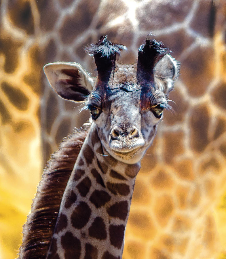 Baby Giraffe Portrait Photograph by William Bitman