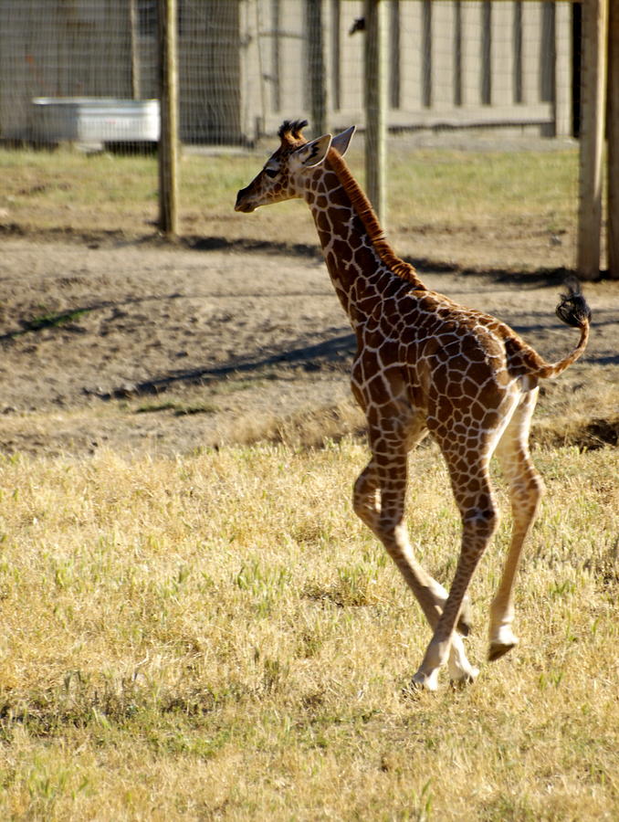 Baby Giraffe Running Photograph by Richard Thomas