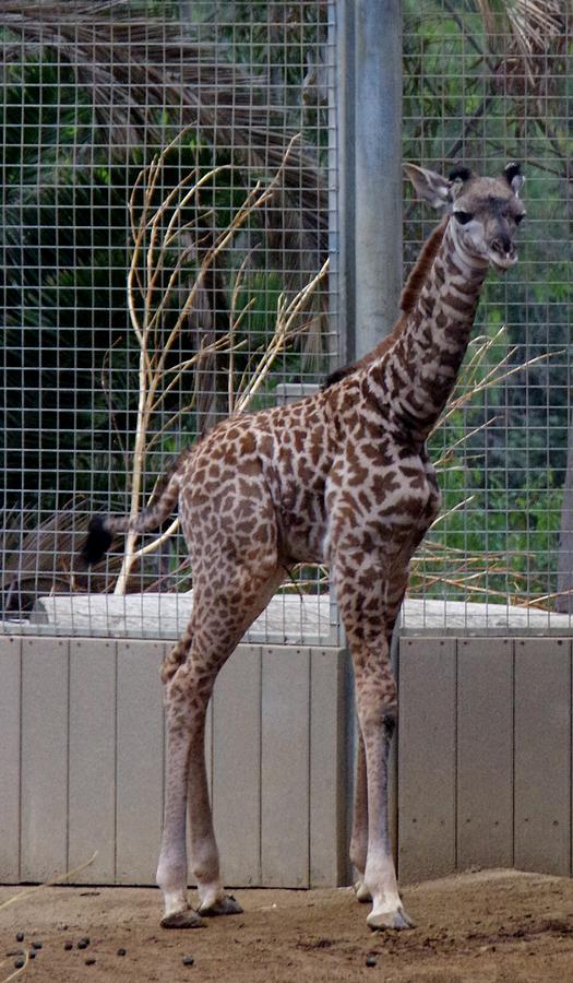 Baby Giraffe San diego Zoo 2015 2 Photograph by Phyllis Spoor