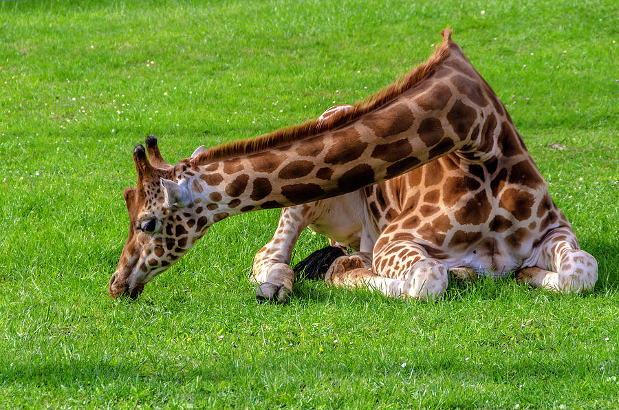 Baby Giraffe Photograph by Wolfgang Stocker