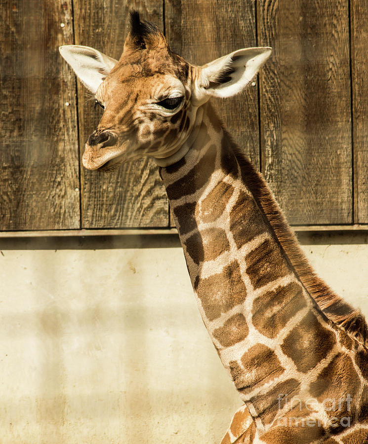 Baby Giraffes Close Up Photograph by Suzanne Luft