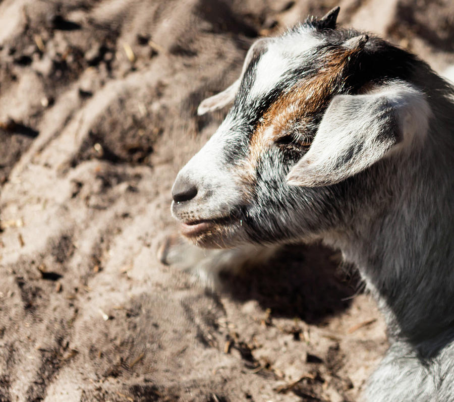 Baby Goat Photograph by Debra Forand