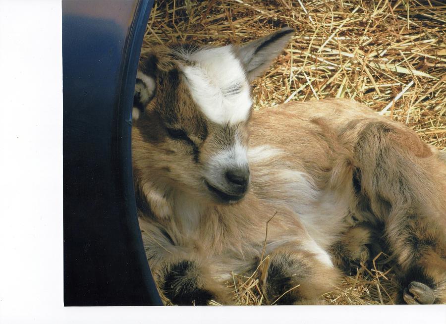 Baby Goat Photograph by Elaine Plasse