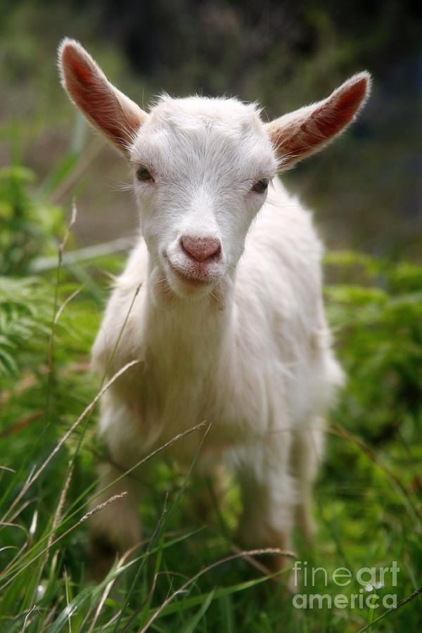 Baby goat Photograph by Gaspar Avila