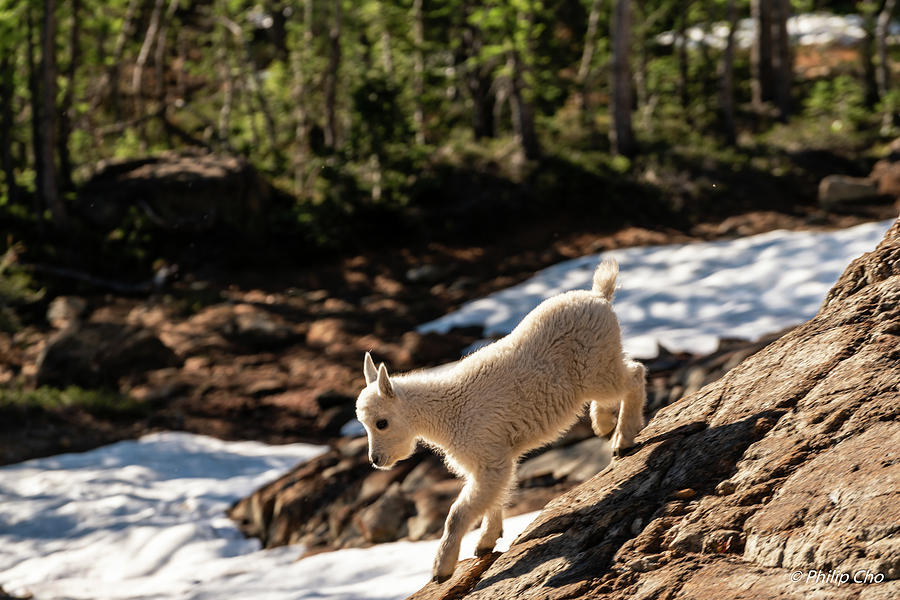 A baby goat Photograph by Philip Cho