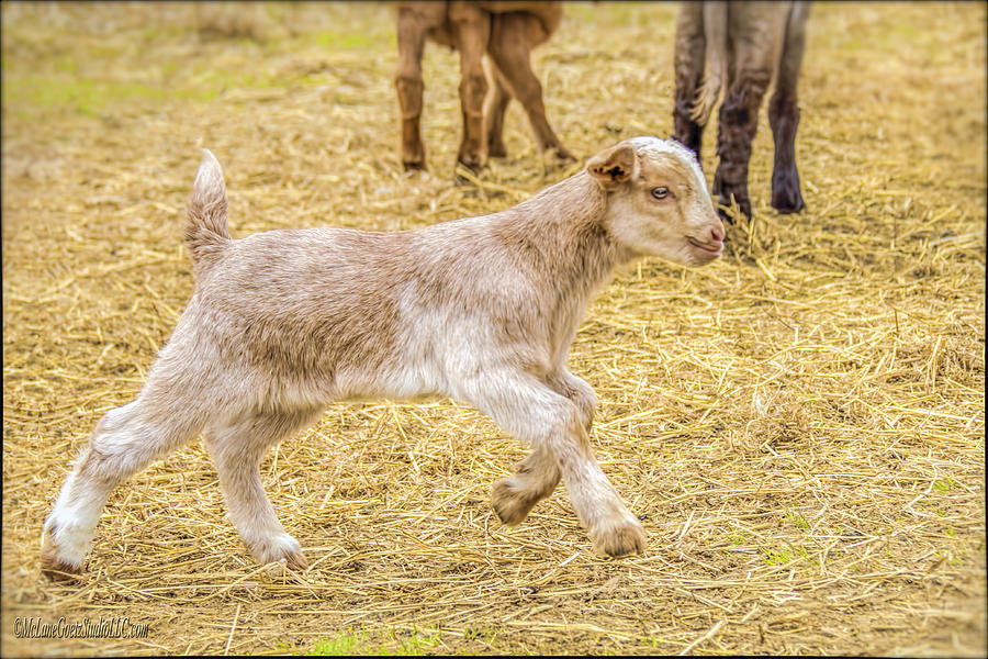 Farm Animals Photograph - Baby Goat on the run by LeeAnn McLaneGoetz McLaneGoetzStudioLLCcom