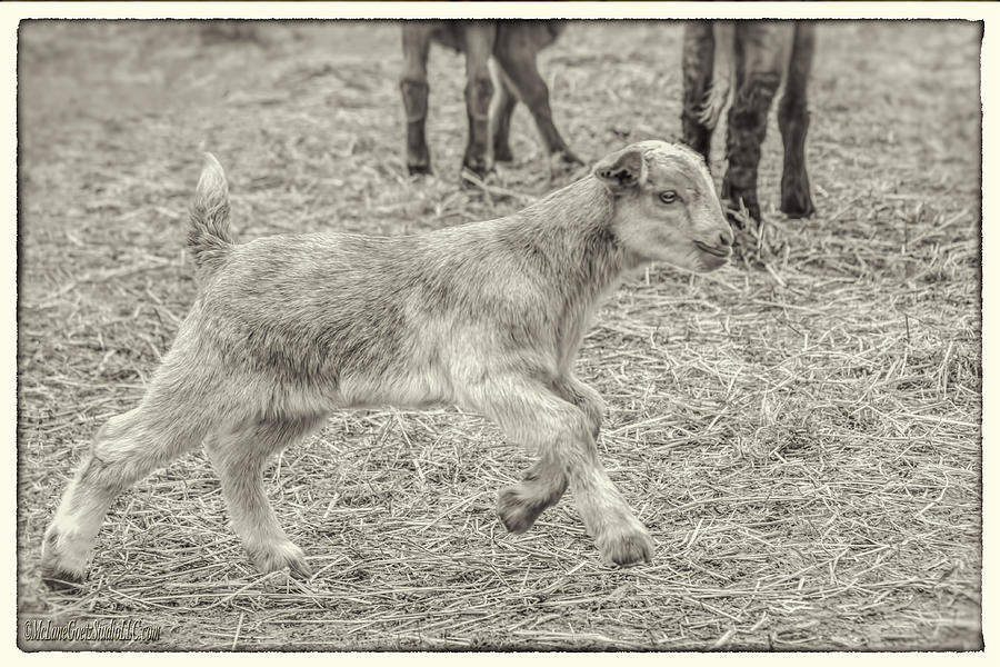 Farm Animals Photograph - Baby Goat on the run Monochrome by LeeAnn McLaneGoetz McLaneGoetzStudioLLCcom