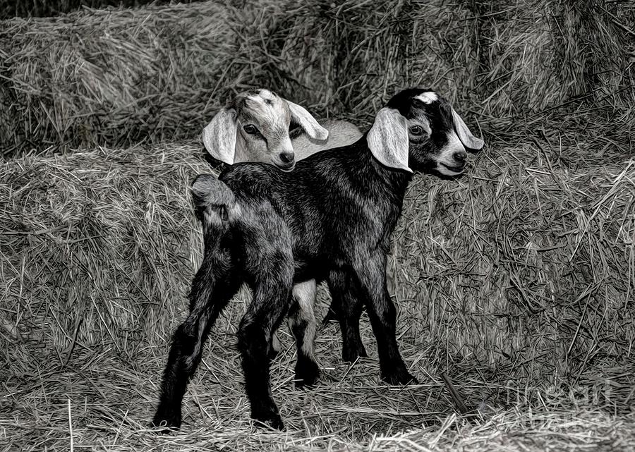 Baby Goats on the Hay Digital Art by Savannah Gibbs