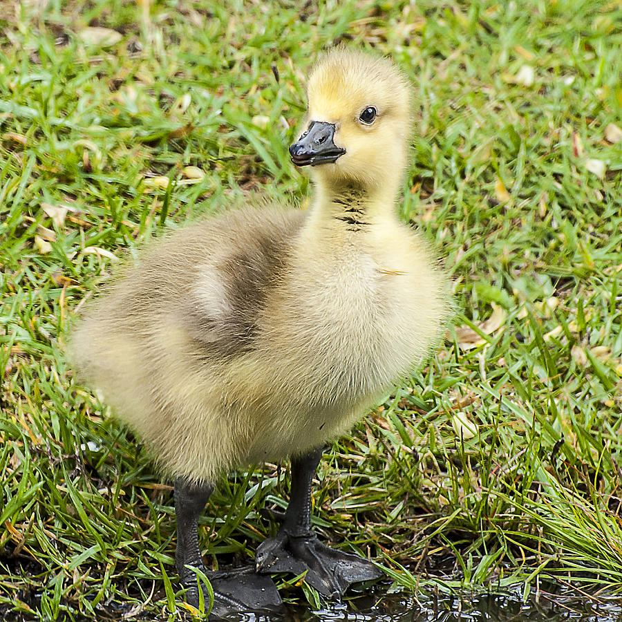 Baby Goose Photograph by Cathy Kovarik