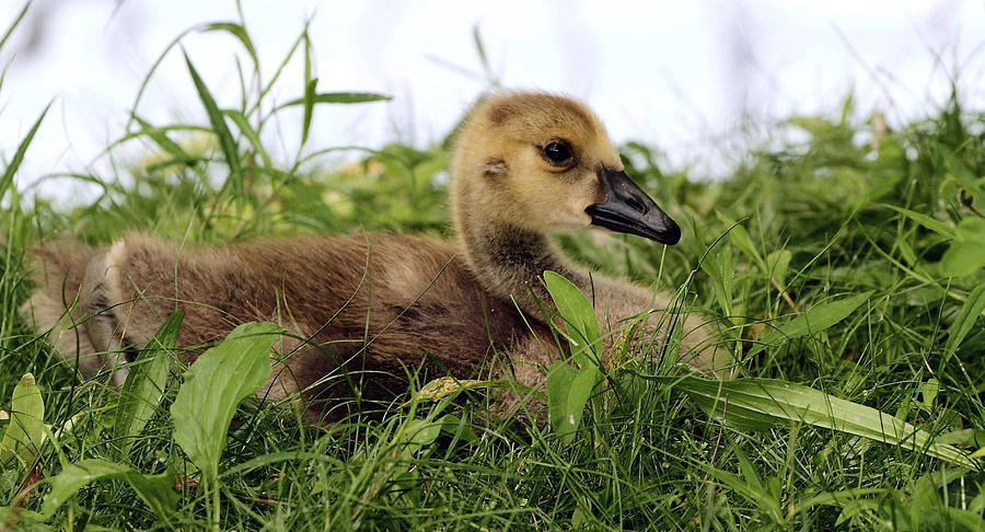 Nature Photograph - Baby Goose by David Rosenthal