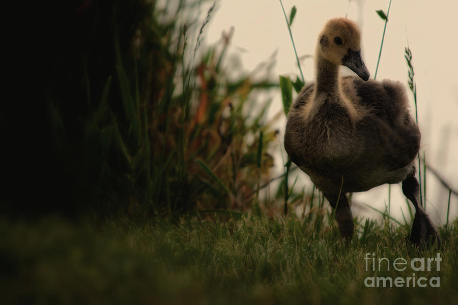 Goose Photograph - Baby Goose by Gaby Swanson Goose Photograph - Baby Goose by Gaby Swanson