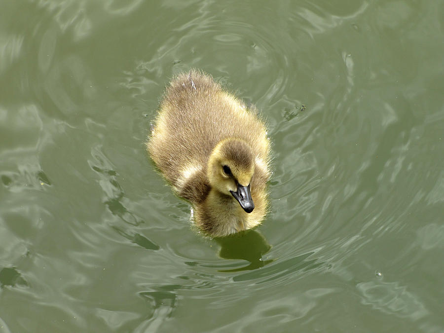 Baby Goose Photograph by George Jones