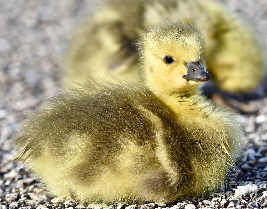 Baby goose laying down Photograph by JL Images - Fine Art America