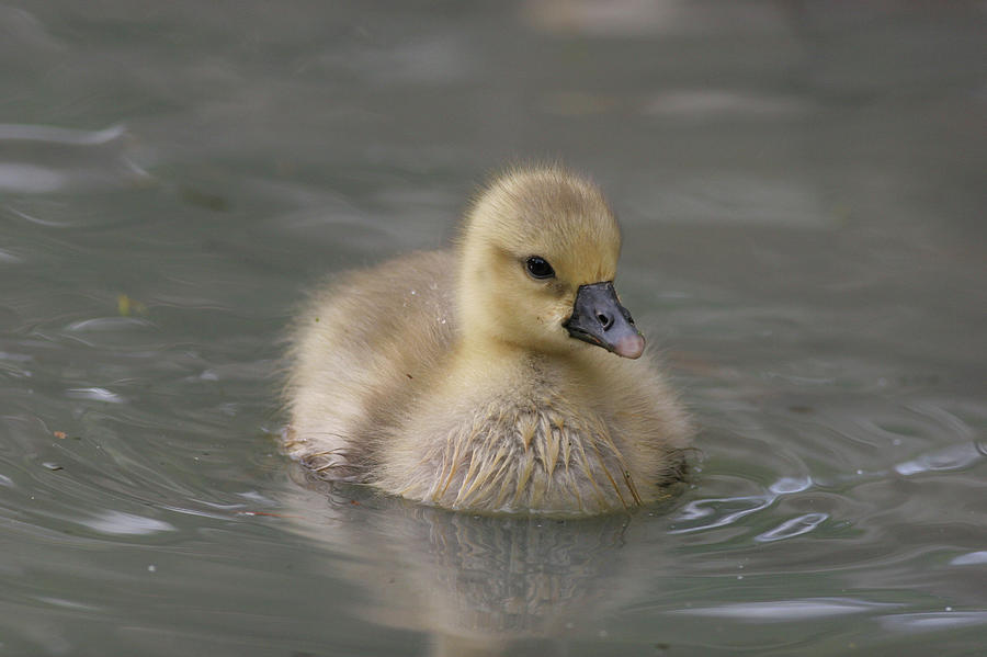 Baby Goose Photograph by Masami Iida