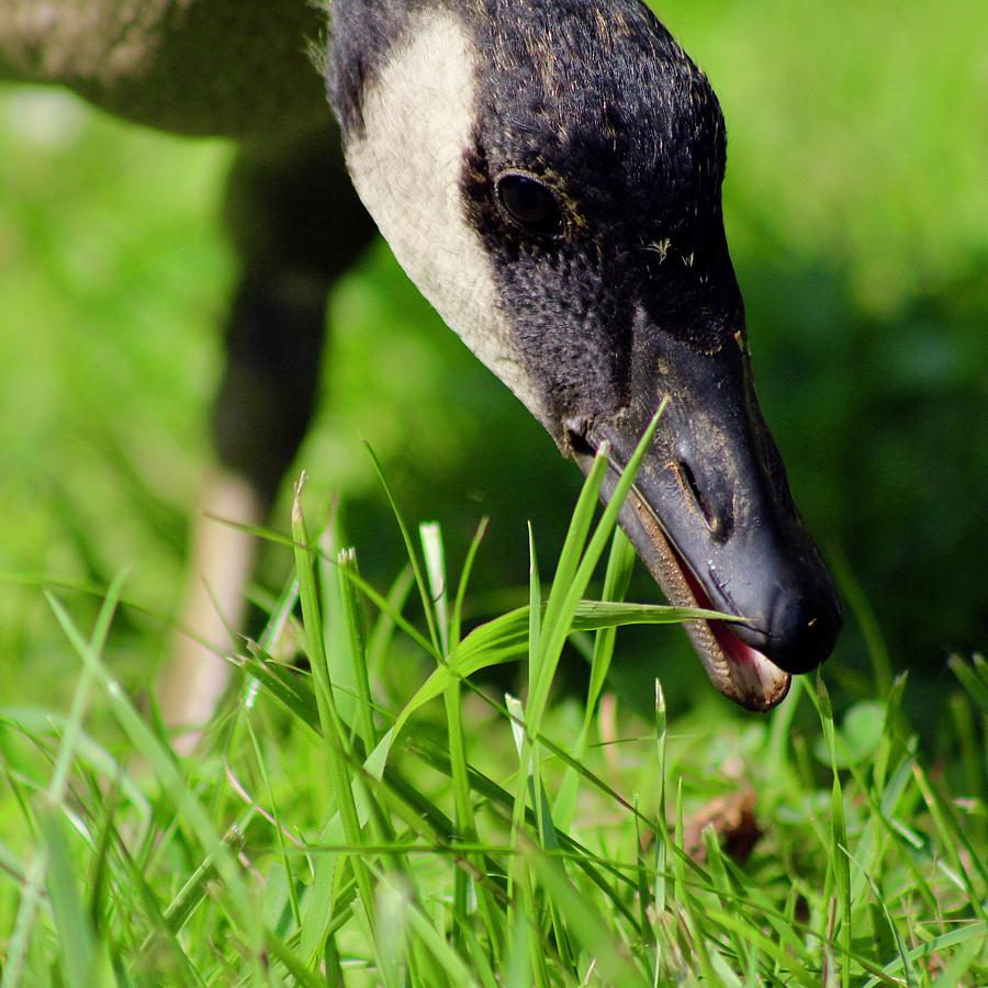 Baby Goose Nomming Photograph by M E