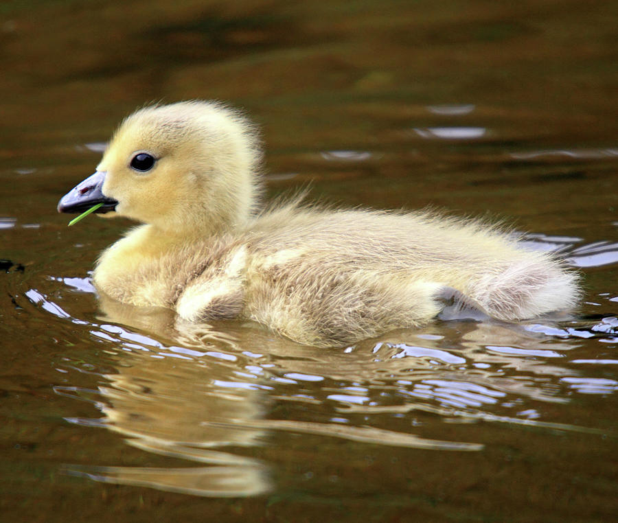 Baby goose Photograph by Pierre Leclerc Photography