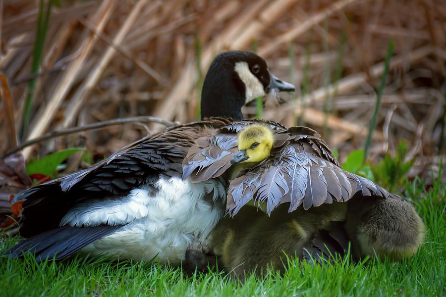 Baby Goose Under Moms Wing Photograph by Henry Kowalski