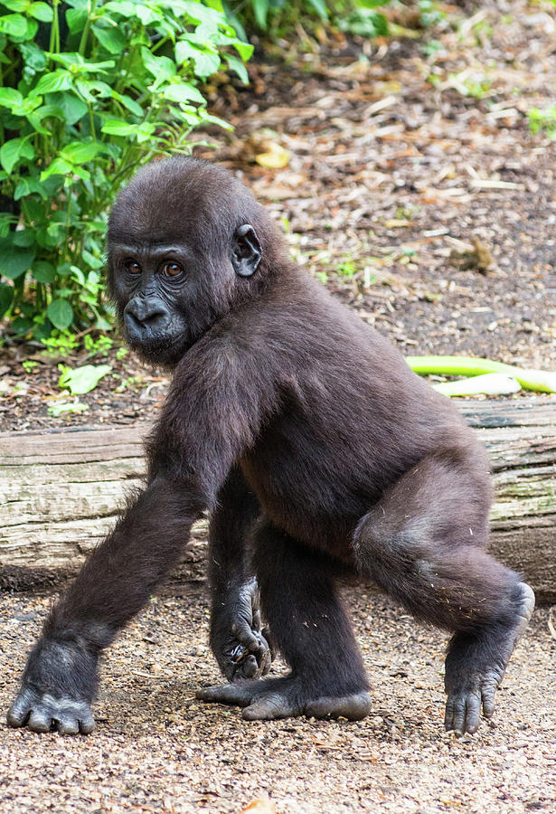 Baby Gorilla Photograph by Andrew Michael