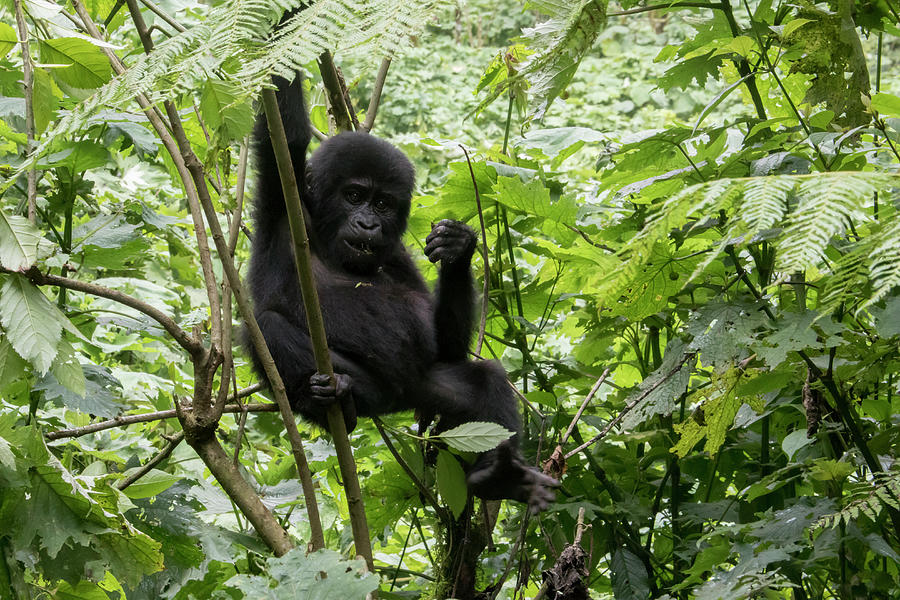 Baby gorilla hanging in tree, Bwindi Impenetrable Forest Nationa Photograph by Karen Foley