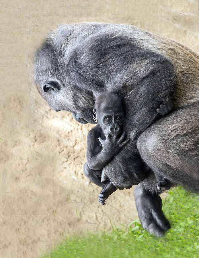 Baby Gorilla Held By Mama Photograph by William Bitman