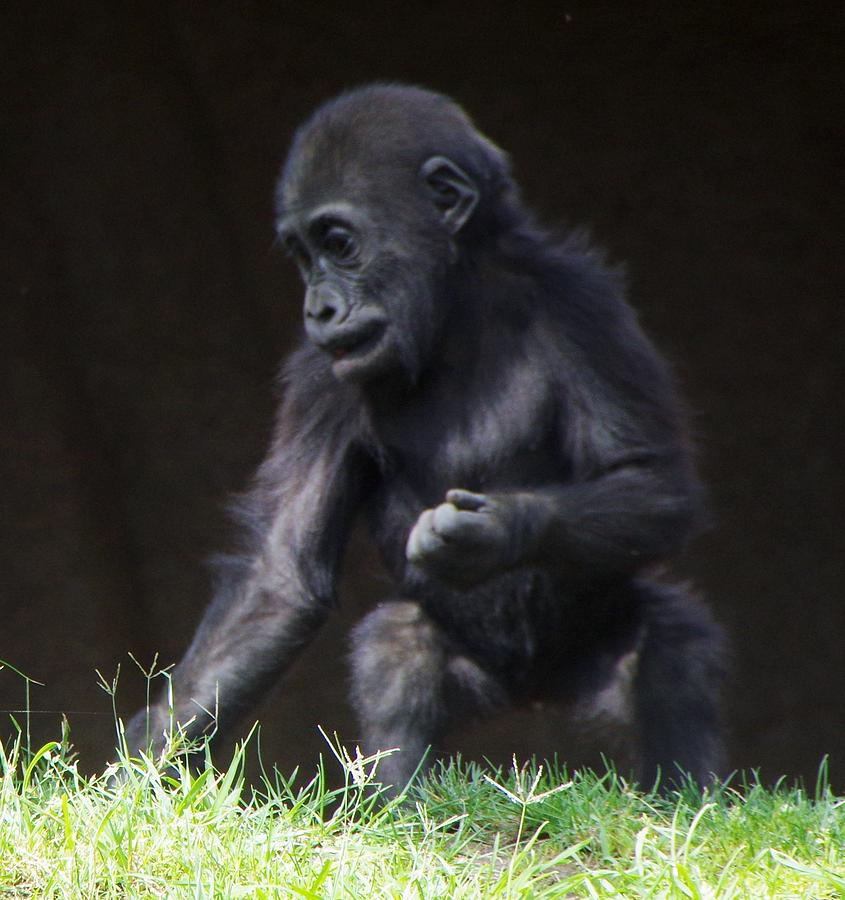 Baby Gorilla Portrait Photograph by Phyllis Spoor
