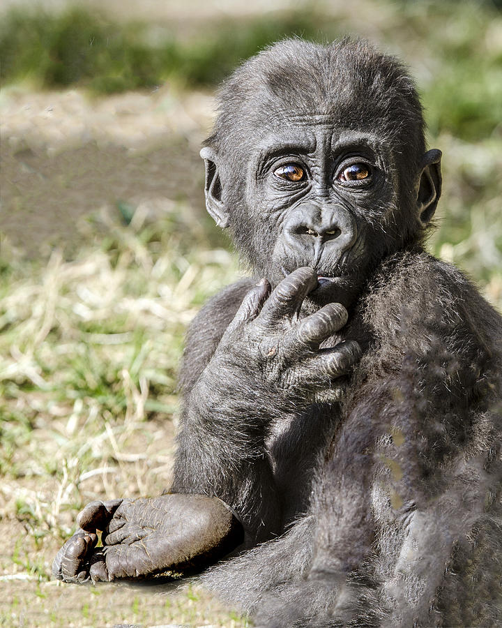 Baby Gorilla Portrait Photograph by William Bitman