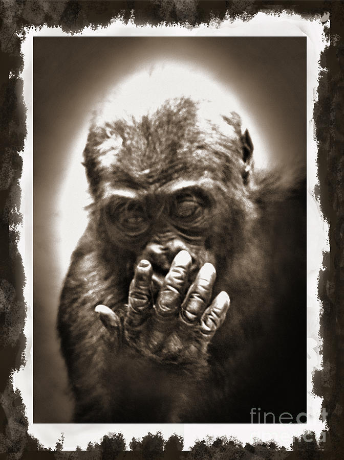 Baby Gorilla Studying His Hand digitally altered II Photograph by Jim Fitzpatrick
