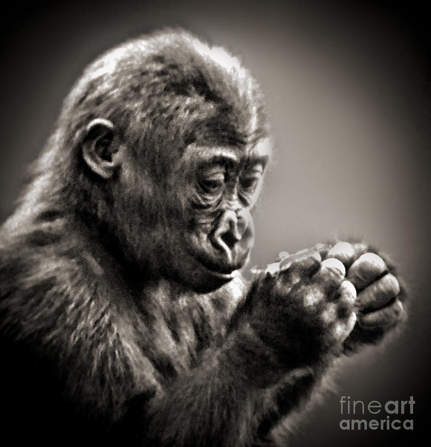 Baby Gorilla Studying What Hes Holding in His Hands  Photograph by Jim Fitzpatrick