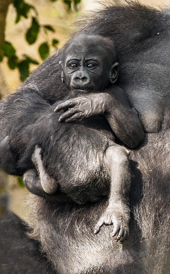 Gorilla Holding Her Baby Throw Pillow by William Bitman - Fine Art America