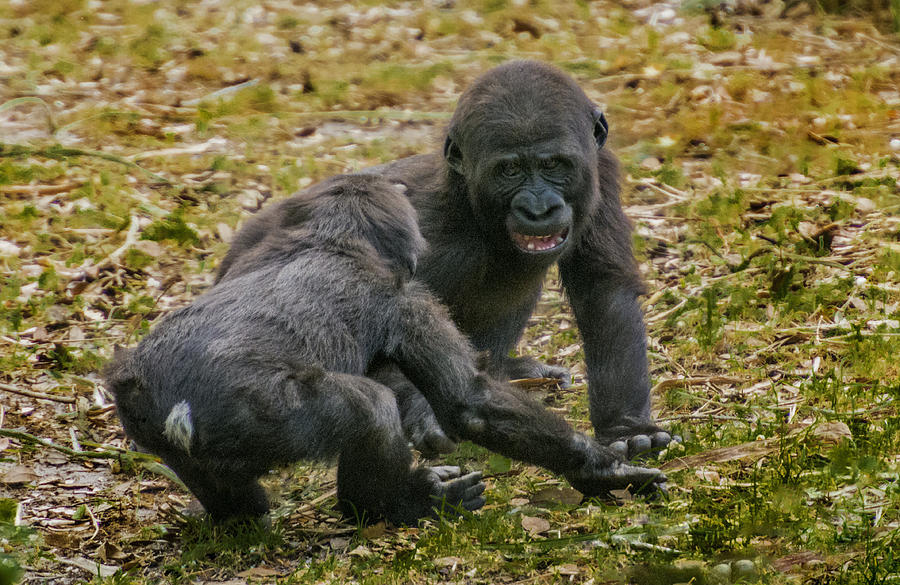 Ape Photograph - Baby Gorillas horseplaying by Tito Santiago
