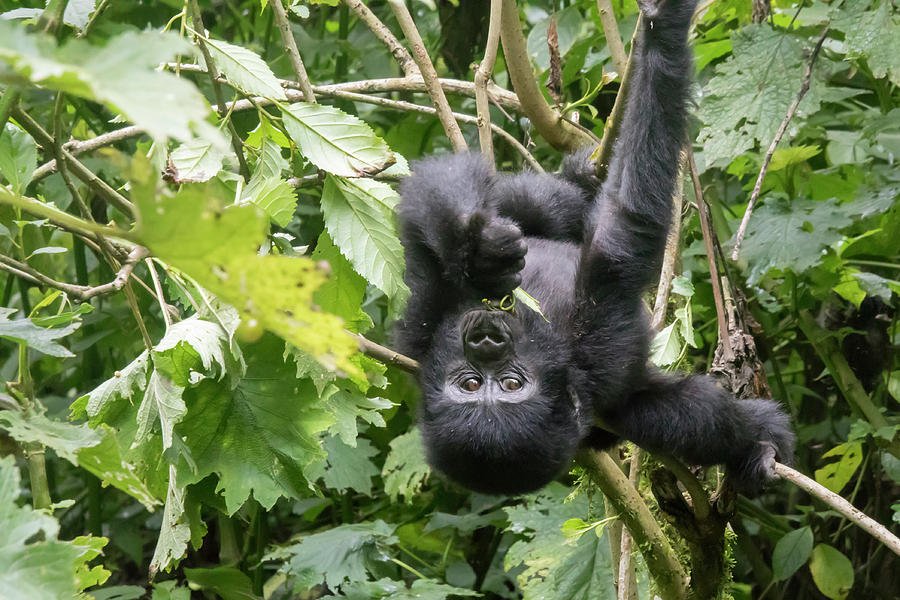 Baby gorilla hanging upside down. Bwindi Impenetrable Forest Nat Photograph by Karen Foley