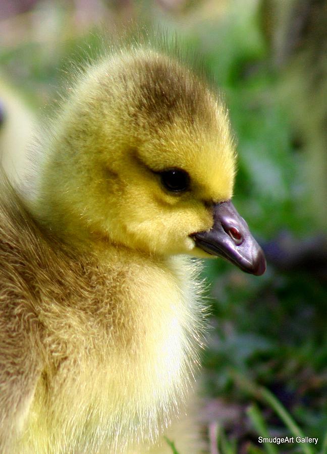 Baby Gosling Photograph by Madeline  Allen - SmudgeArt